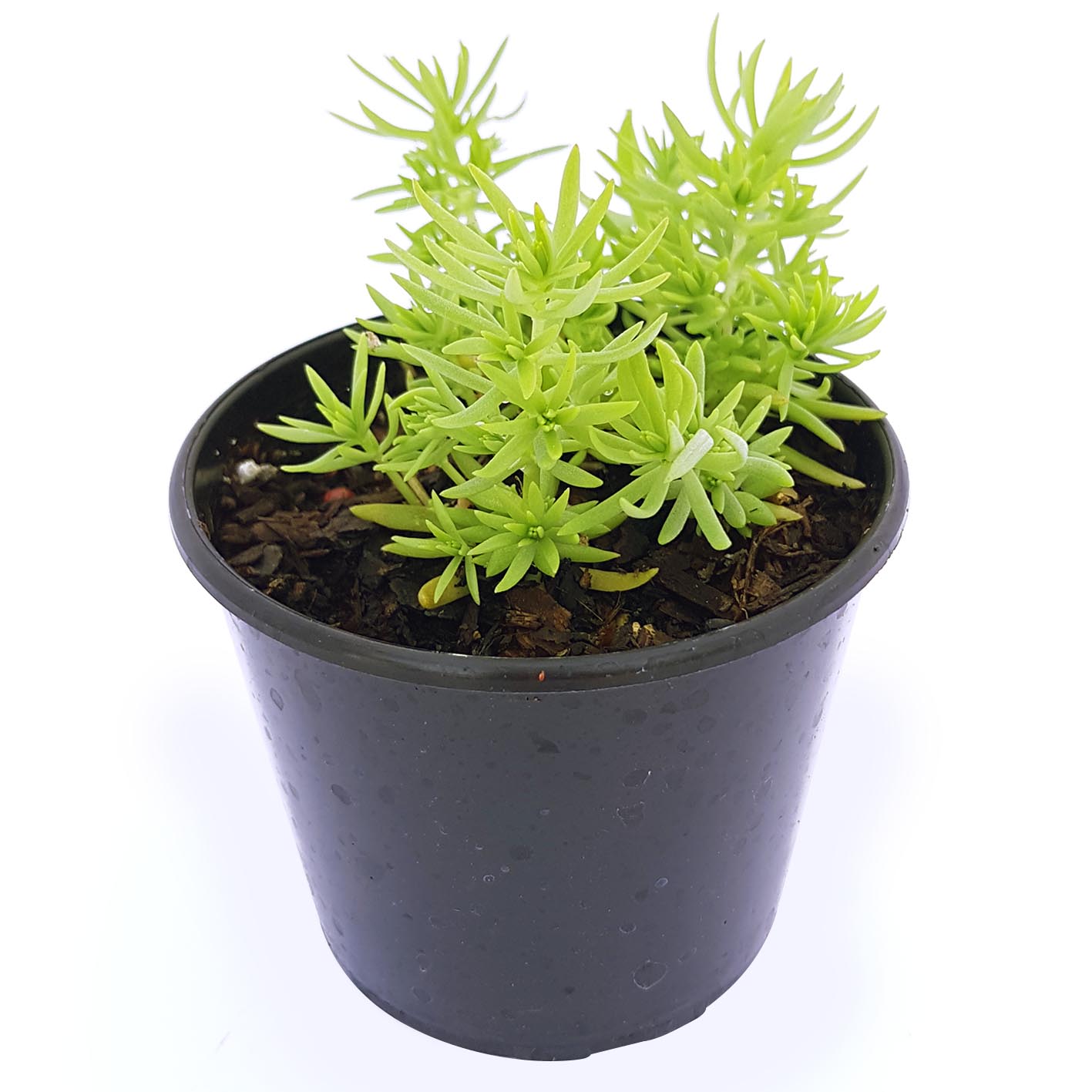 Sedum Angelina 04.jpg