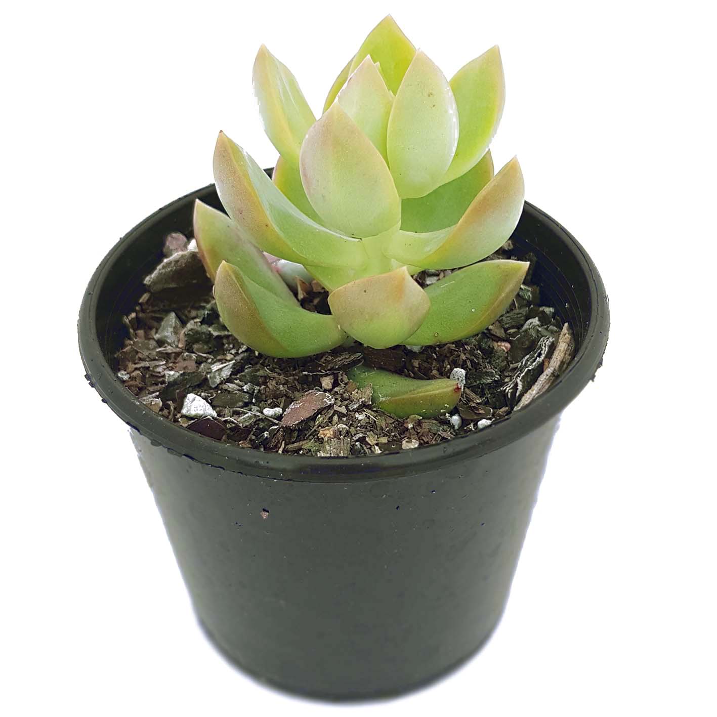 Sedum Golden Goddess02.jpg