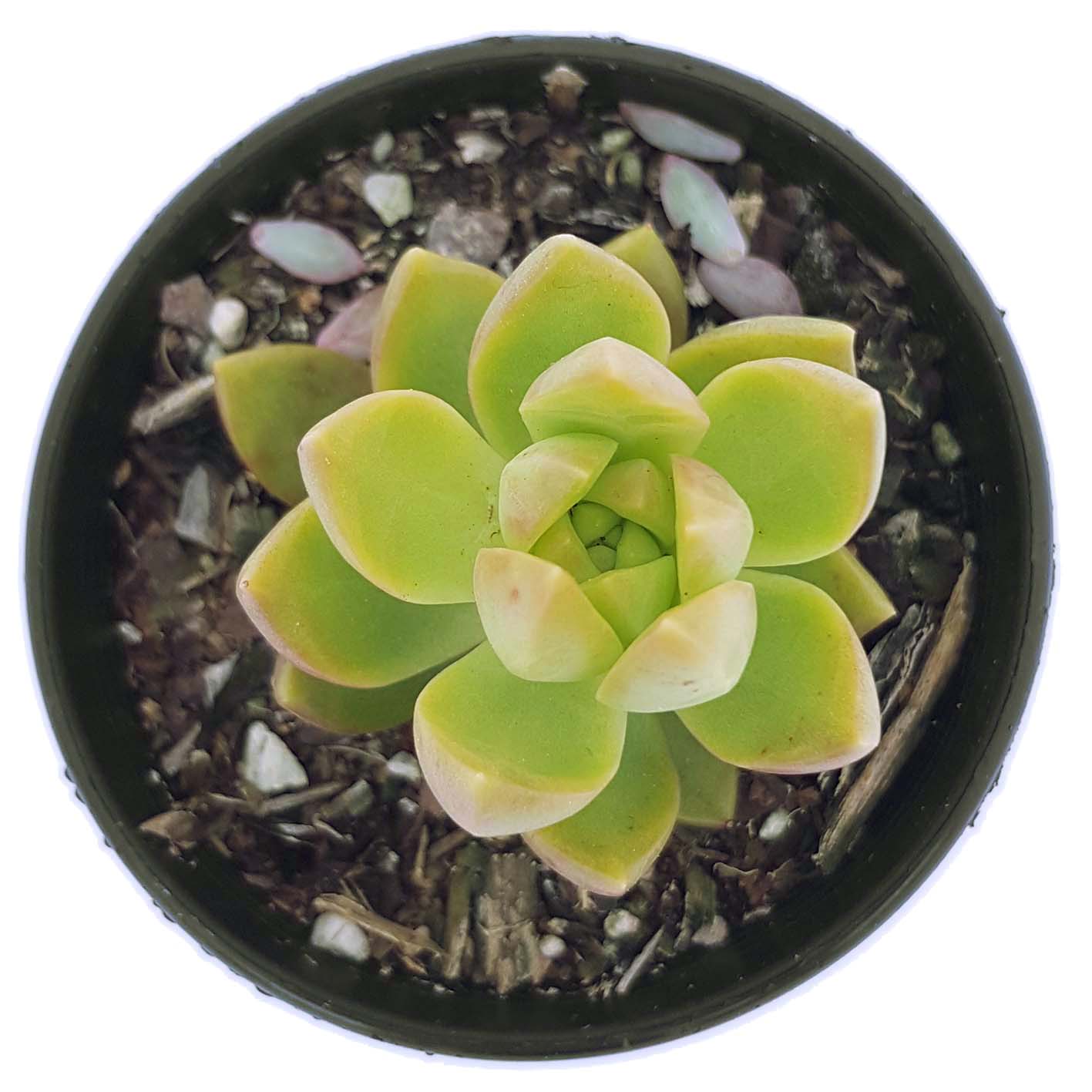 Sedum Golden Goddess01.jpg