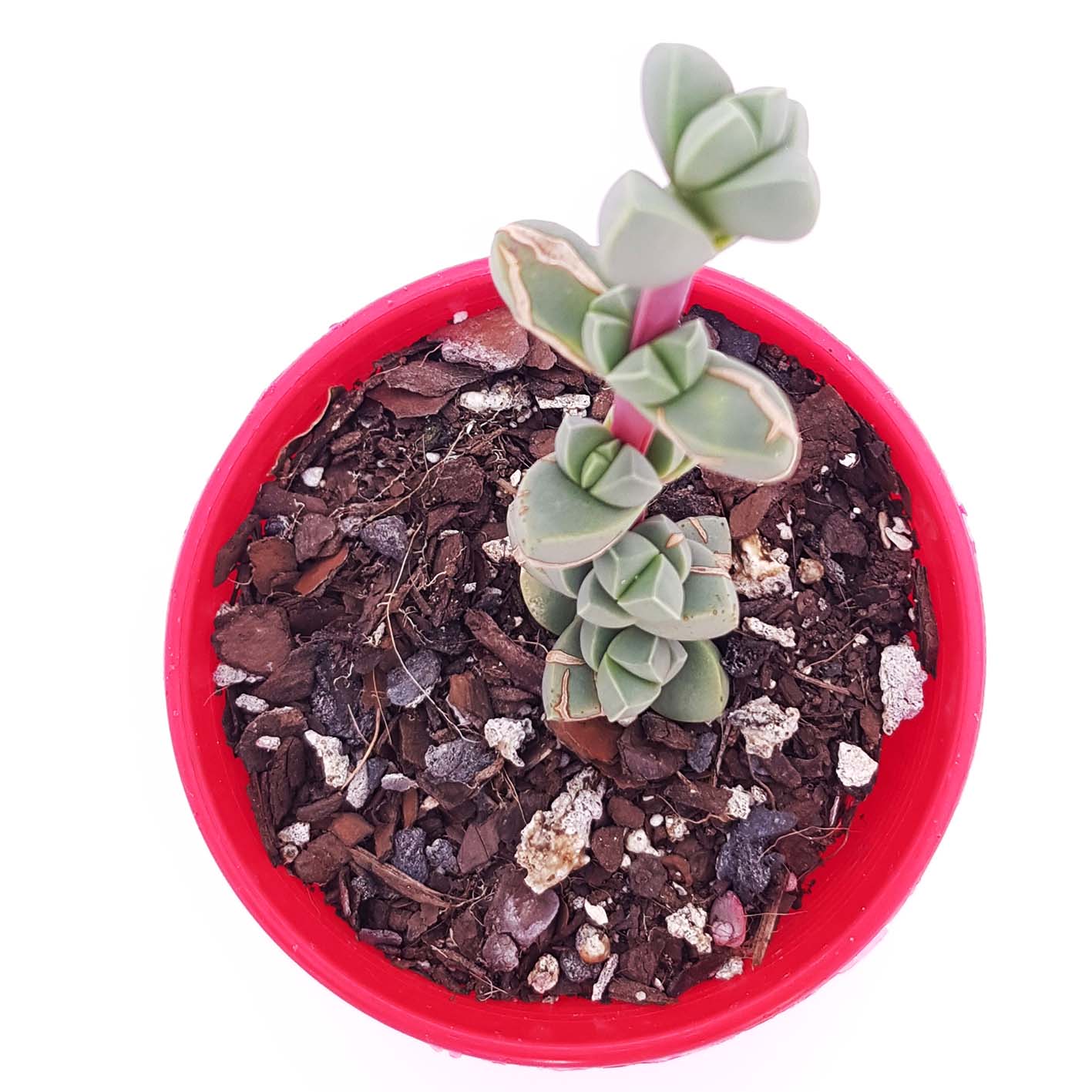 Delosperma lehmanni.jpg