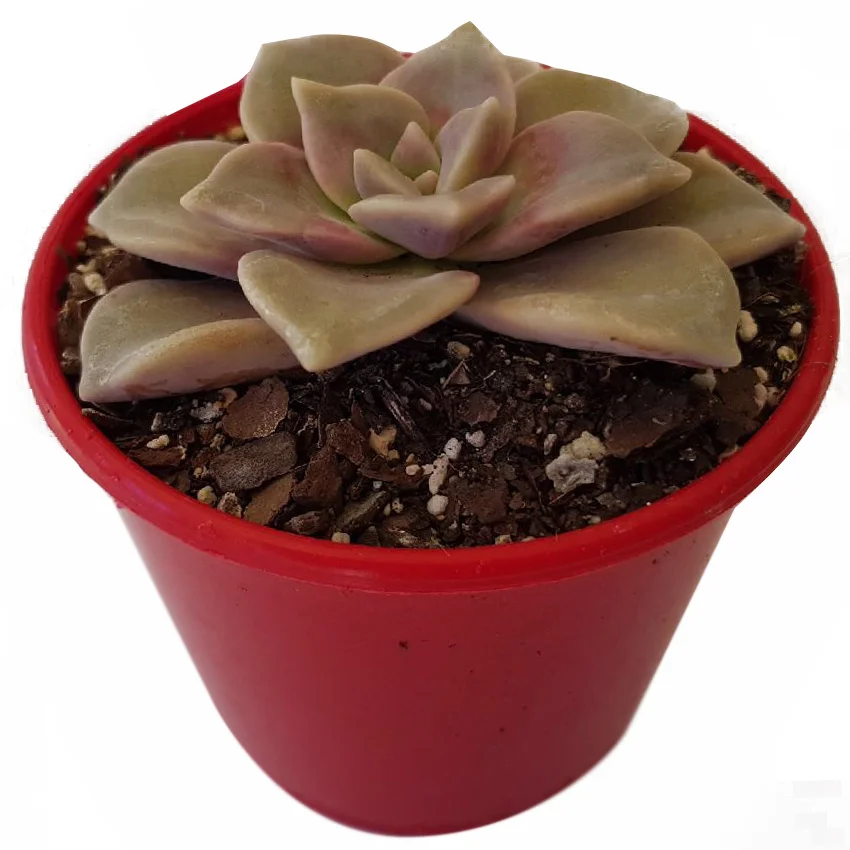 Purple Delight01.jpg