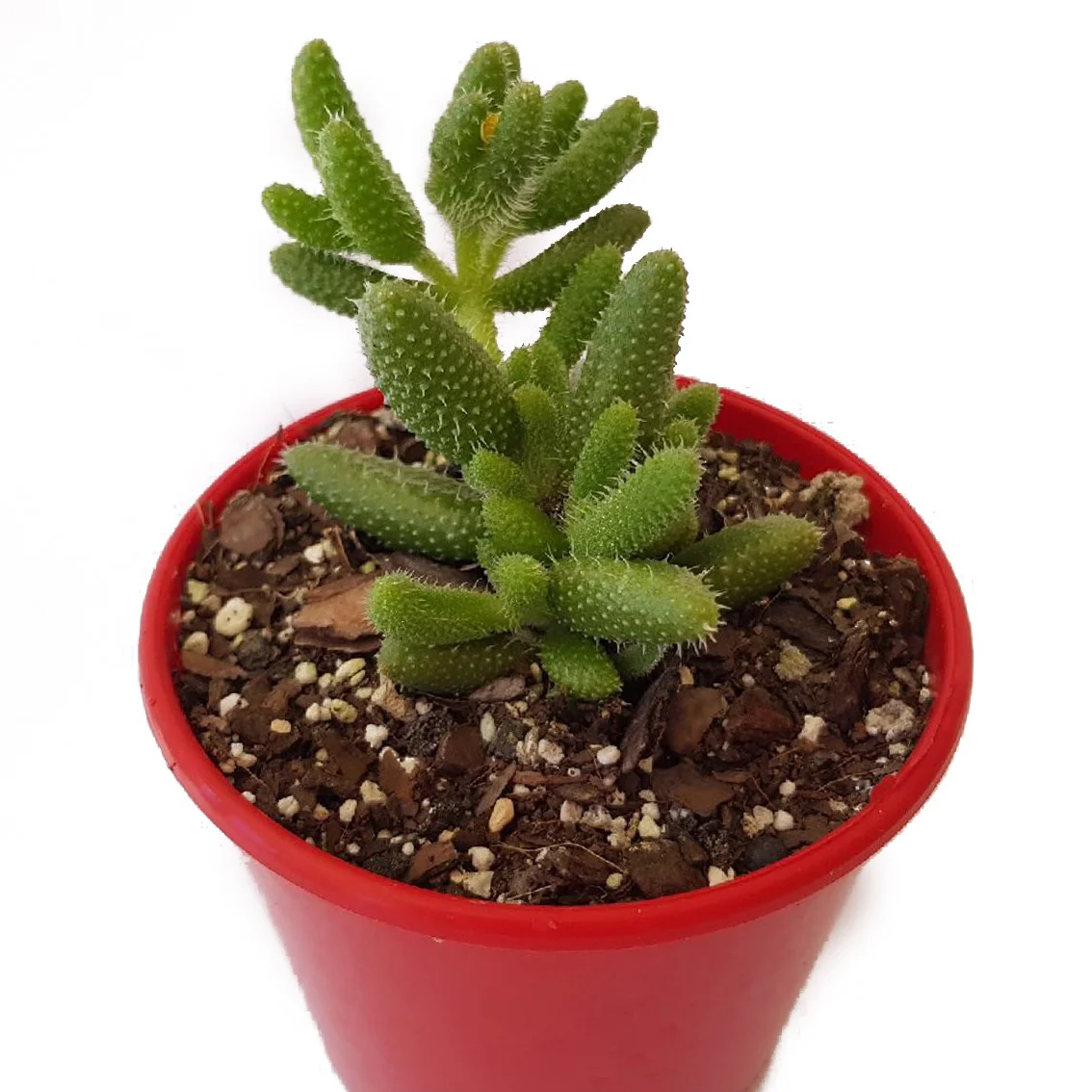 Delosperma pruinosum-01.jpg