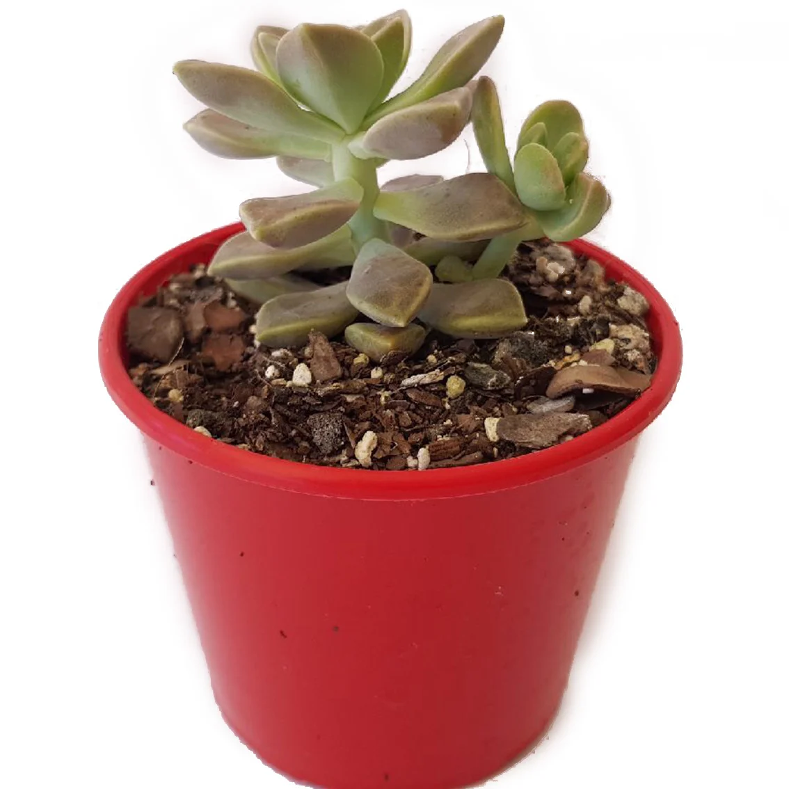Graptopetalum Paraguanse ssp02.jpg