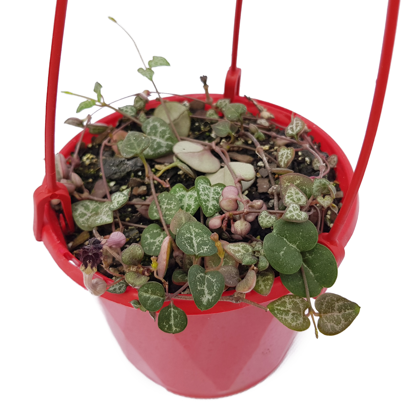 Ceropegia Chain of Hearts .jpg