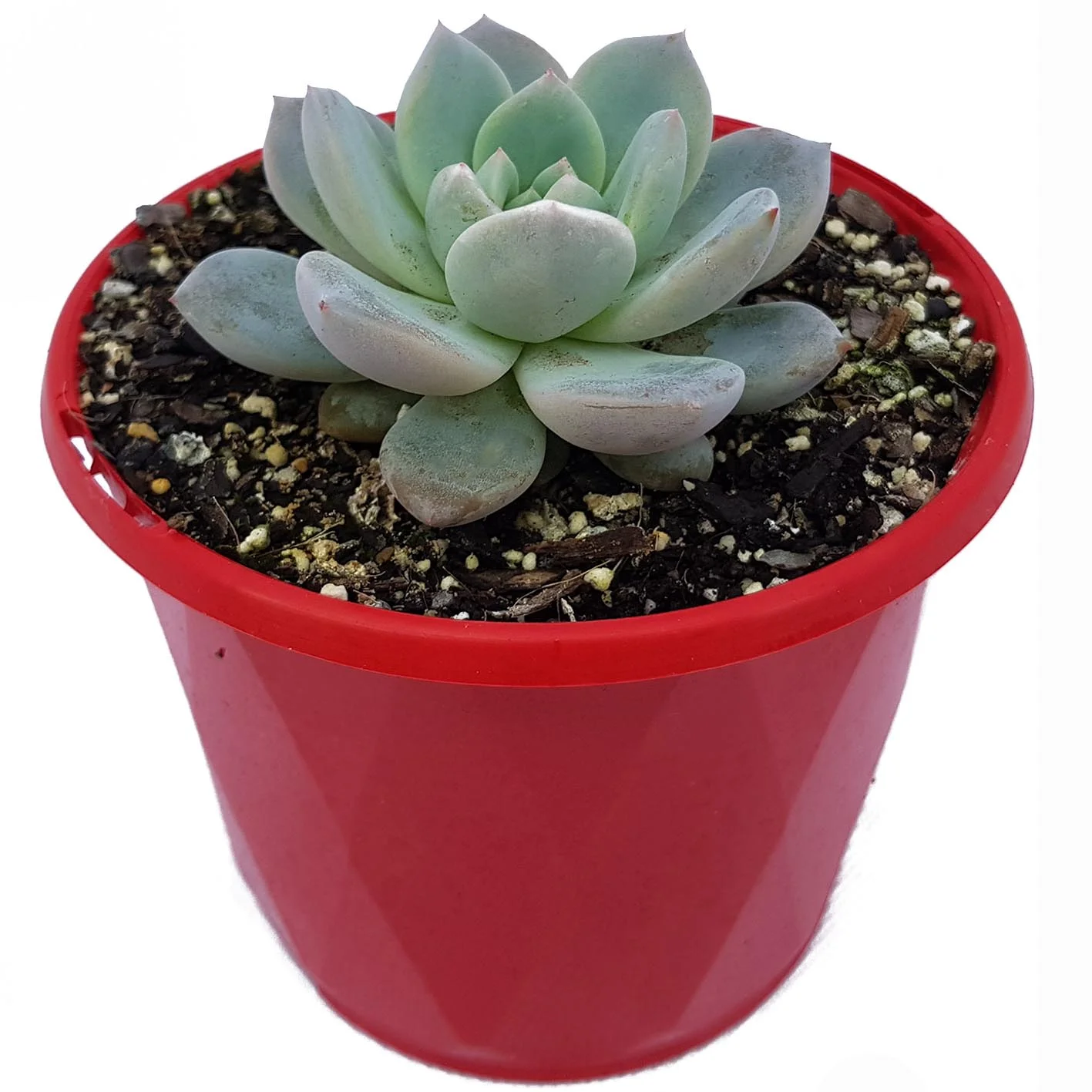 Echeveria Monroe (2).jpg