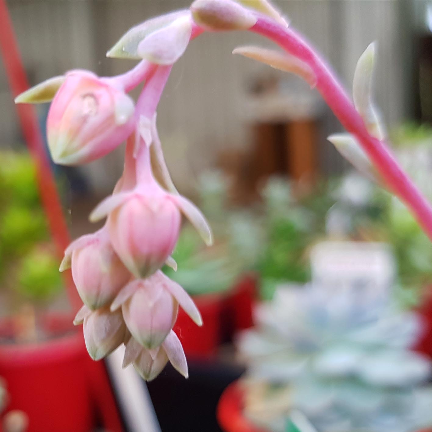 Echeveria elegans flower.jpg