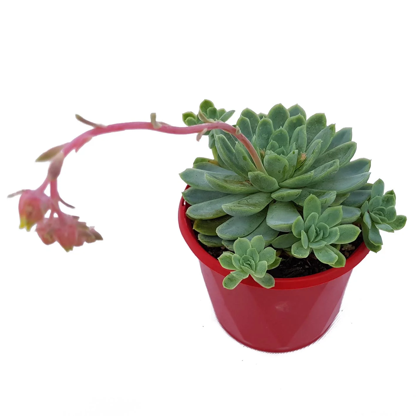 echeveria elegans.jpg
