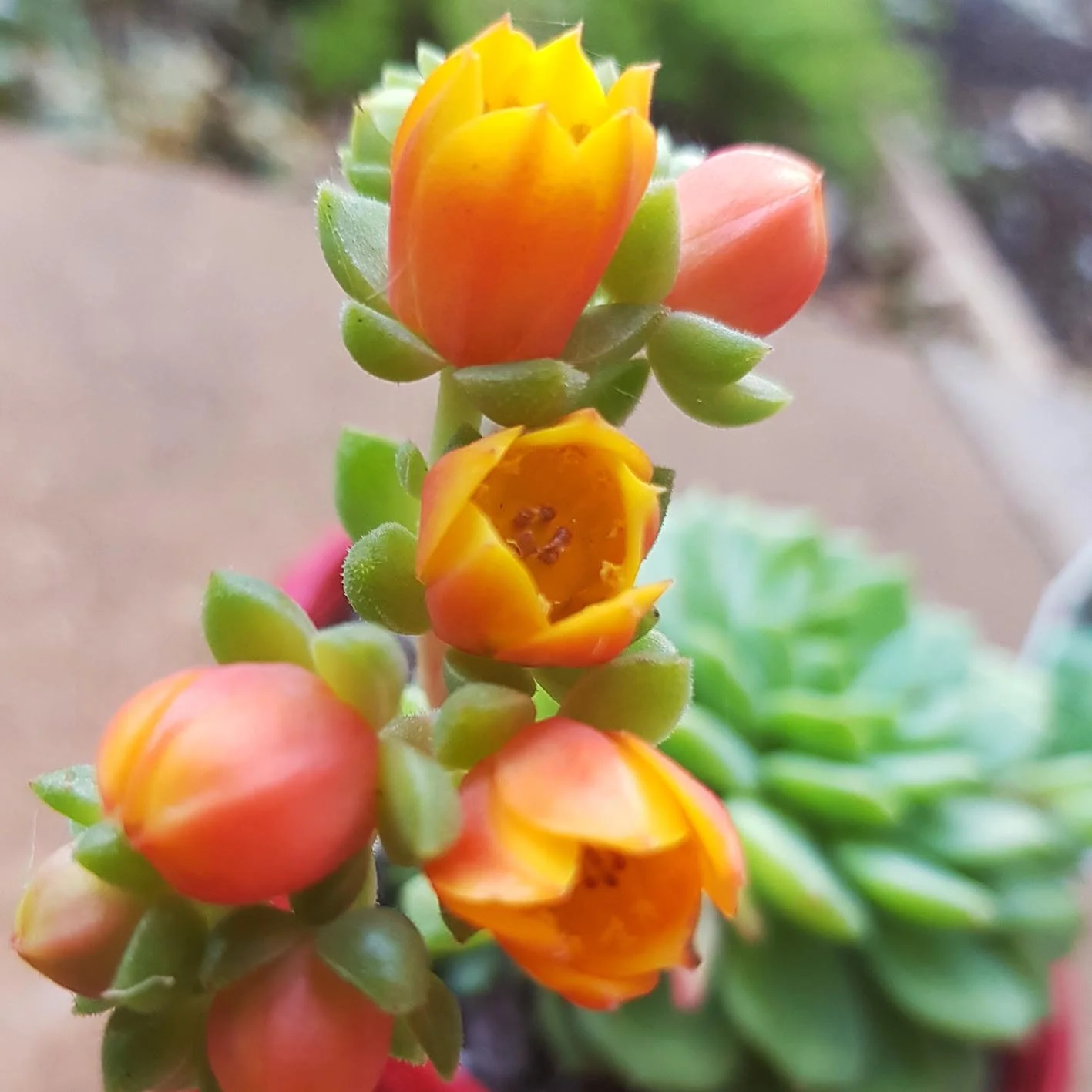 Echeveria Dondo Flower.jpg