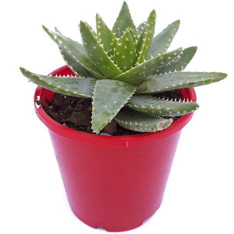 Aloe+Brevifolia6.jpg