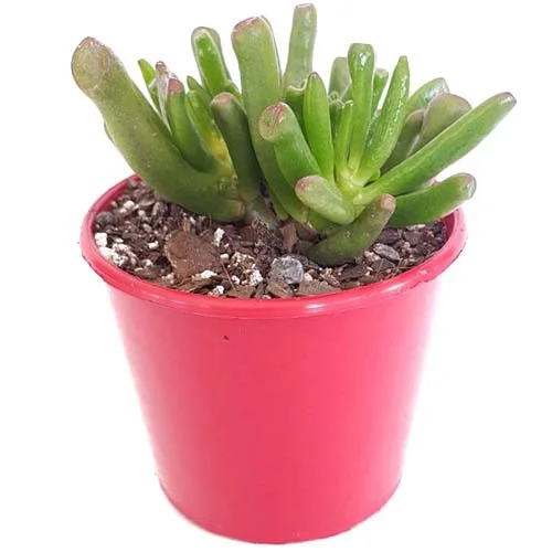 Crassula+Gollum-side.jpg
