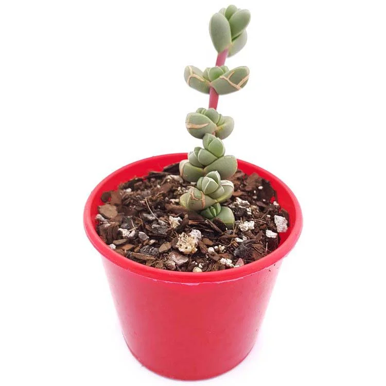 Delosperma+lehmanni02.jpg