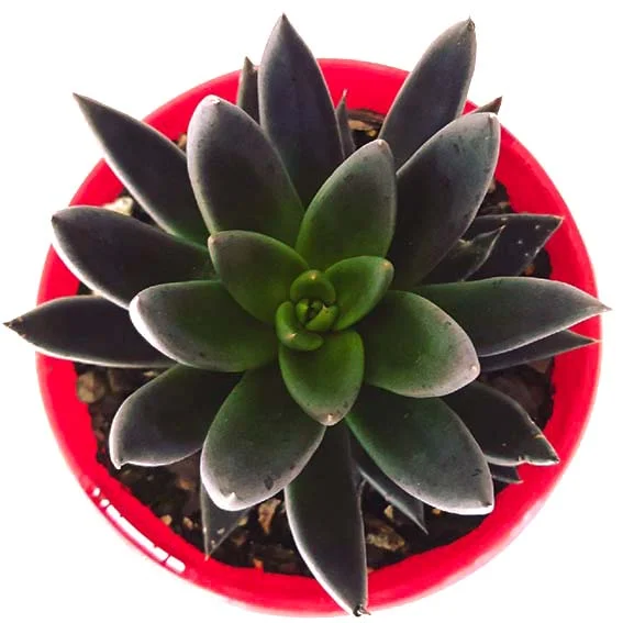 Echeveria+Black+Knight-top.jpg