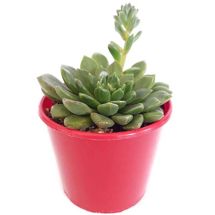 Echeveria+Emerald+Ripple-side.jpg