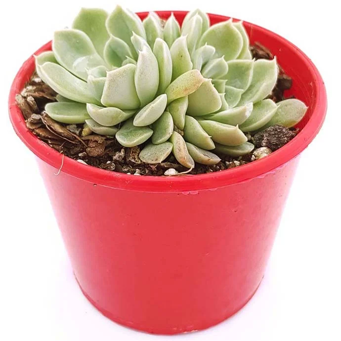 Echeveria+Potosina01.jpg