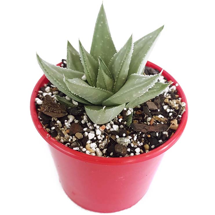 gasteria+x+aloe-side.jpg