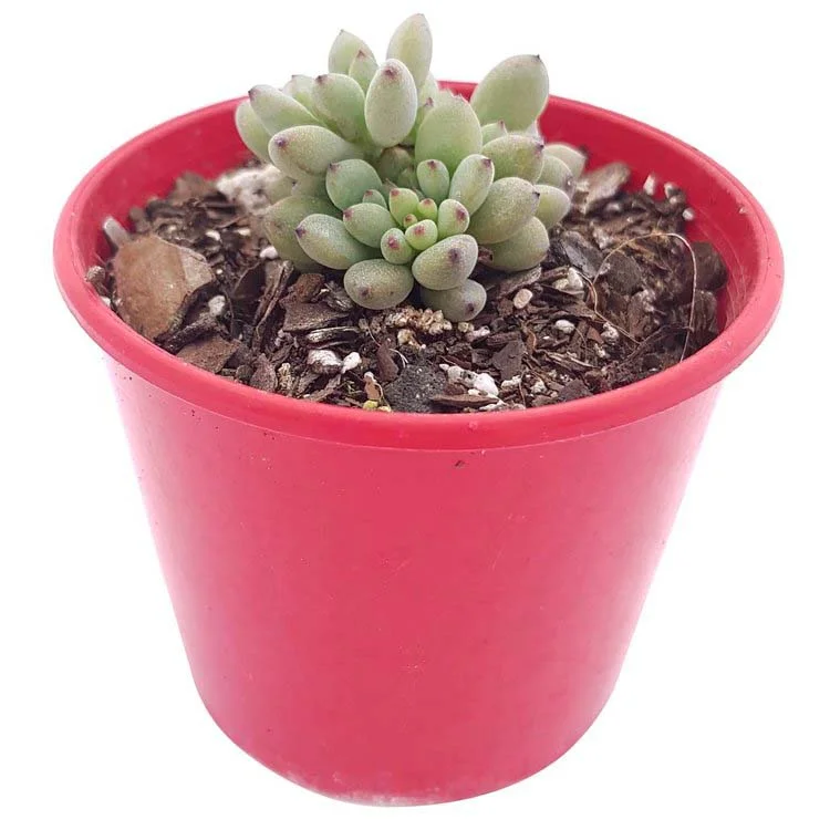 Graptopetalum+pachyphyllum01.jpg