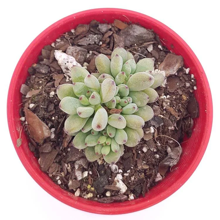 Graptopetalum+pachyphyllum02.jpg