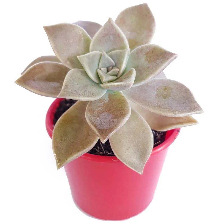 Graptopetalum+paraguayense+-side.jpg