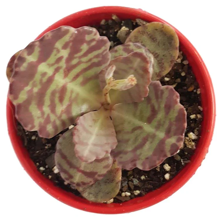 Kalanchoe+Humilis-top.jpg