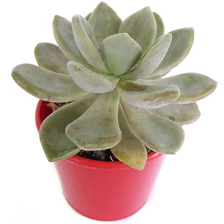 Pachyveria-side.jpg