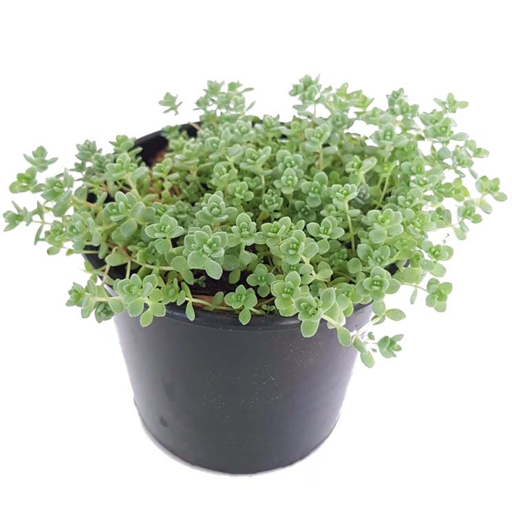 sedum+brevifolium-side.jpg