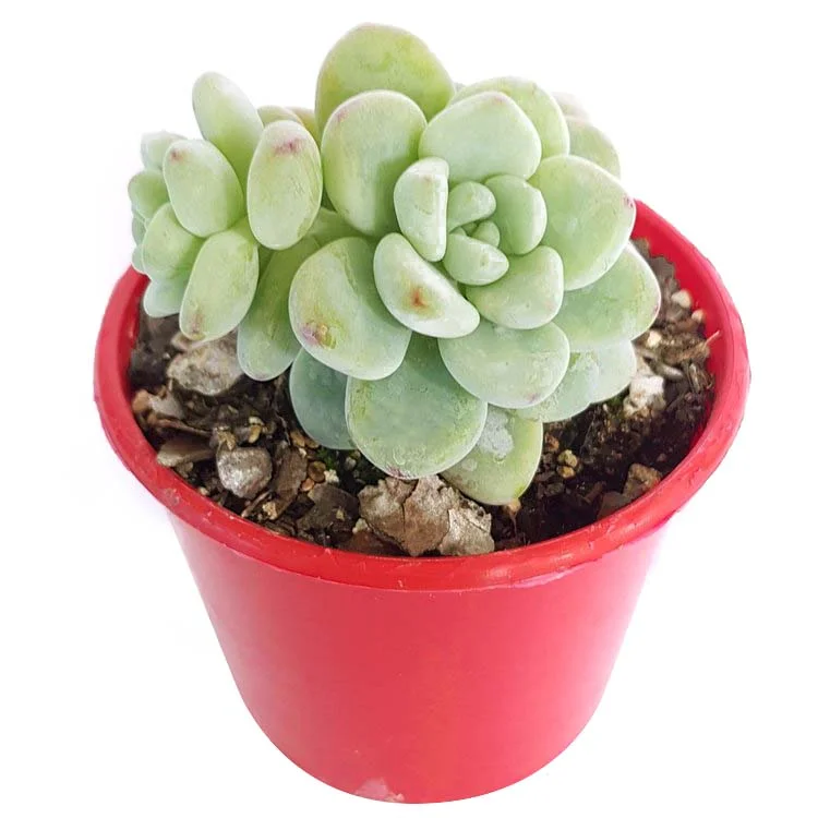 sedum+clavatum-side.jpg