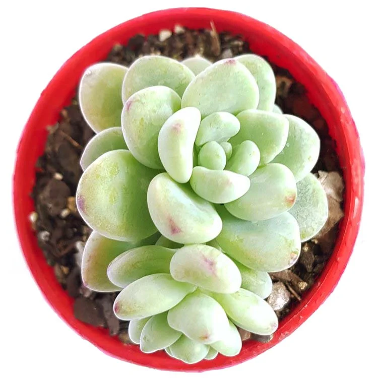 sedum+clavatum-top.jpg