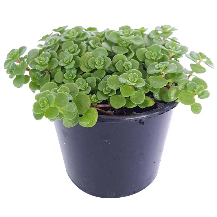 sedum+limelight-side.jpg