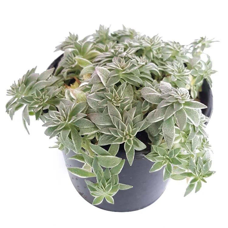 sedum+variegata-side.jpg