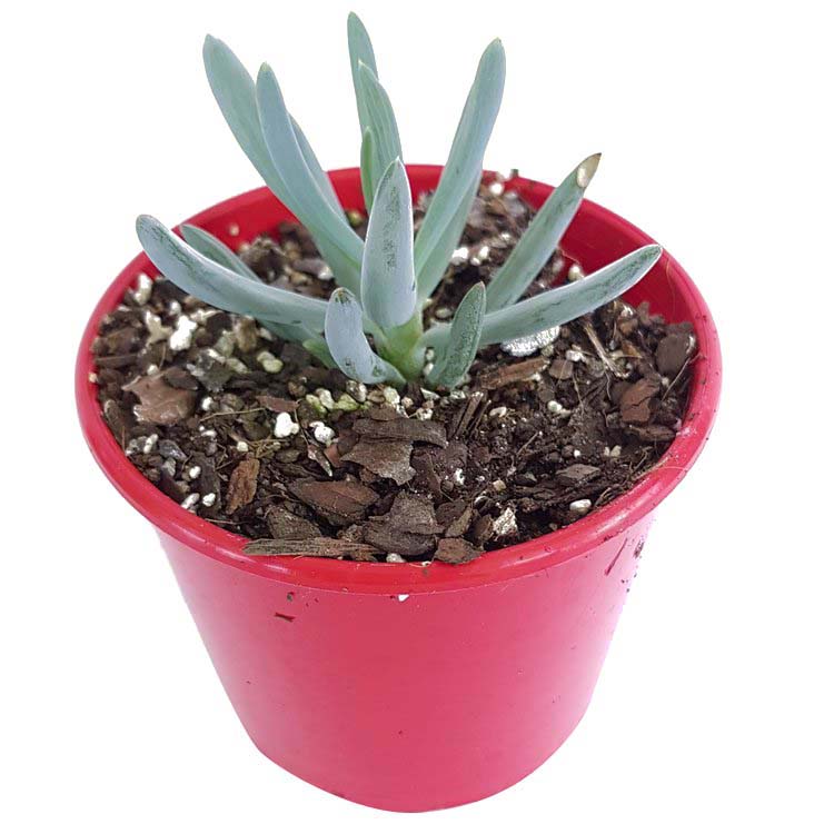 Senecio+Dwarf+Chalk+Sticks-side.jpg