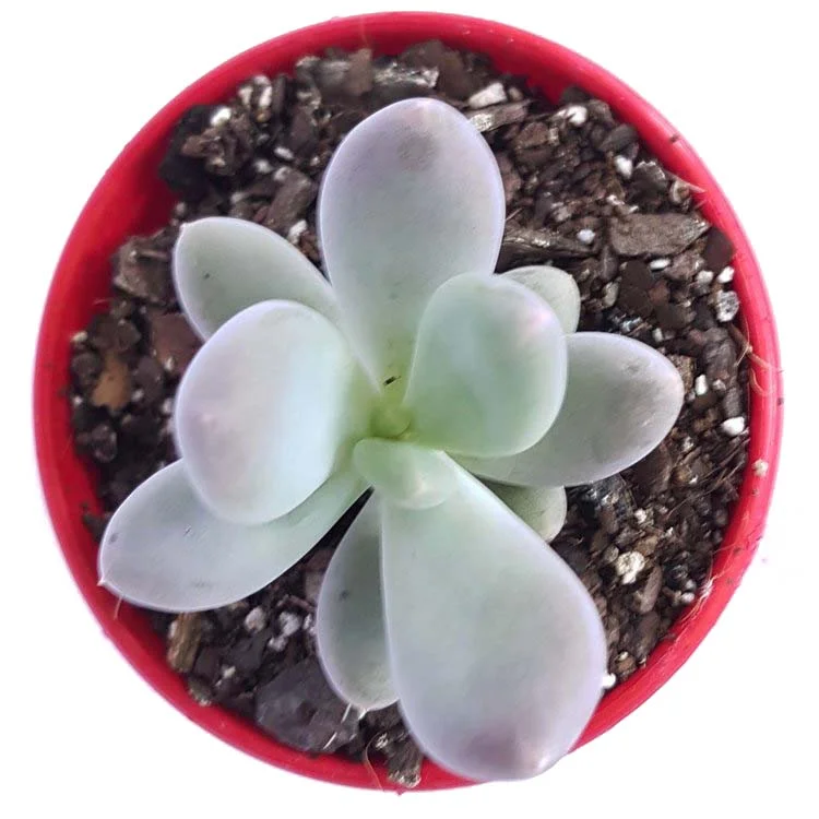 Pachyphytum+oviferum-top.jpg
