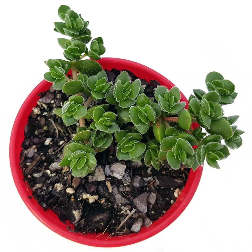 crassula david.jpg