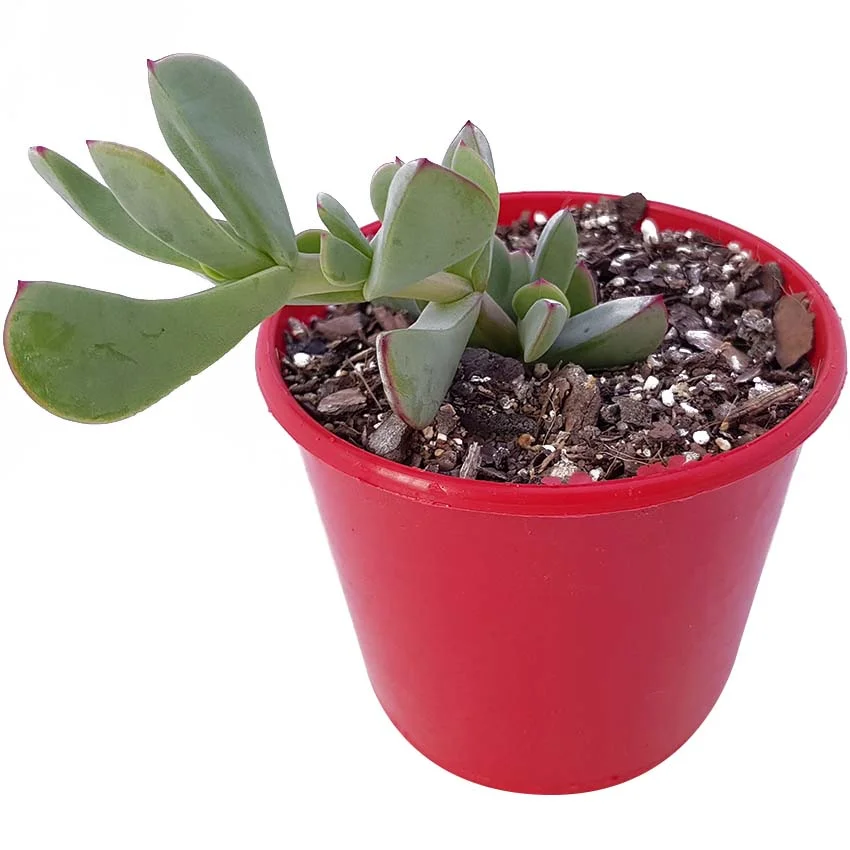 Ruschia maxima 2.jpg