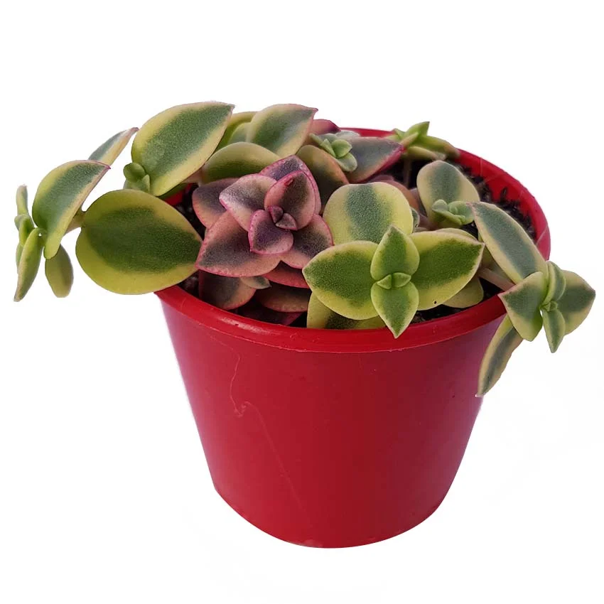 crassula isabella 2.jpg