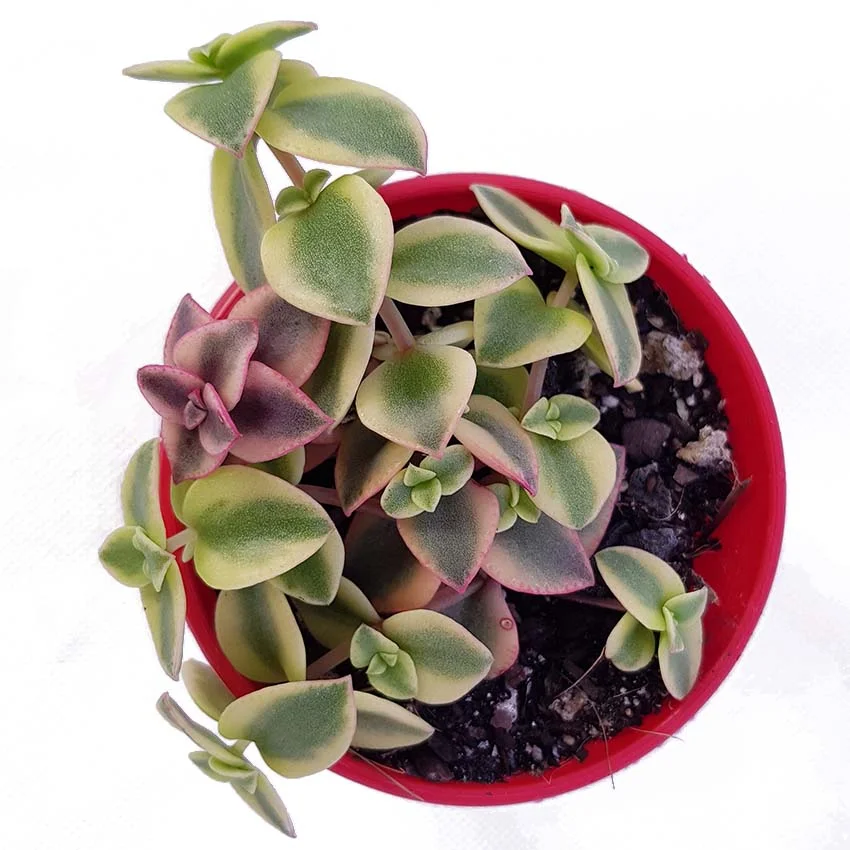 crassula isabella.jpg
