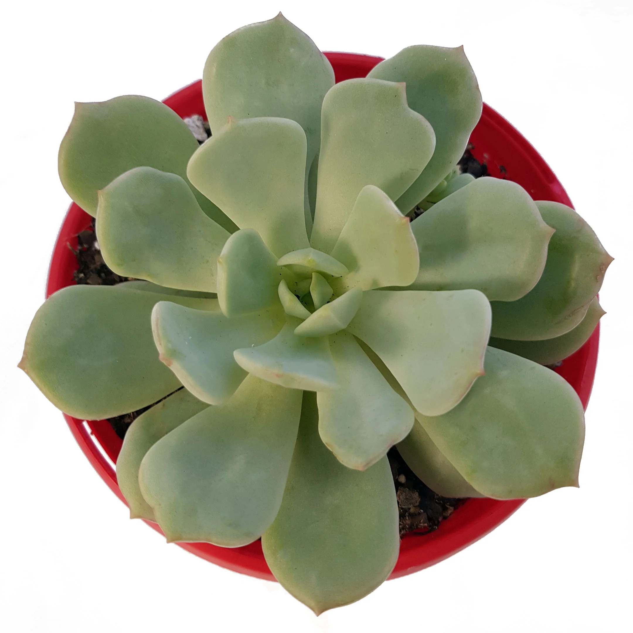 Graptoveria moonglow top.jpg