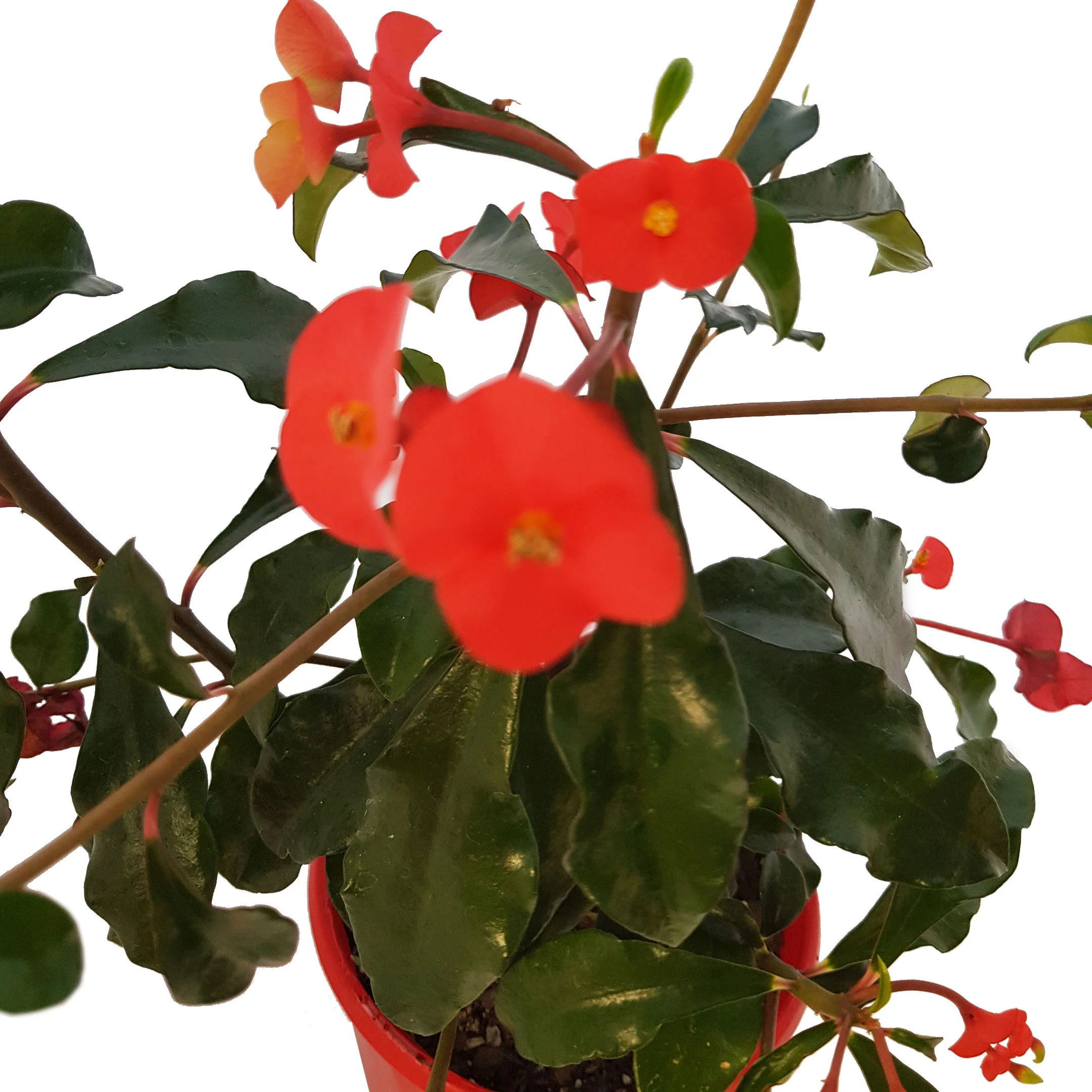 Euphorbia geroldii red top.jpg