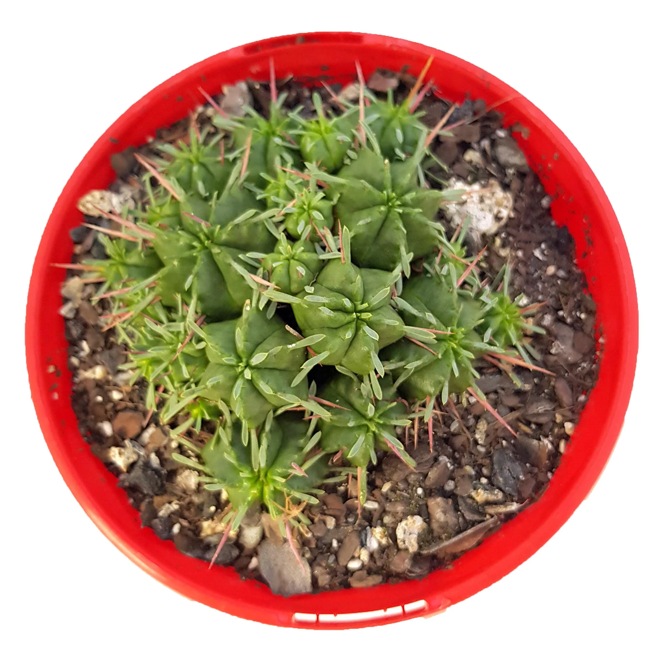 Euphorbia pulvinata top.jpg