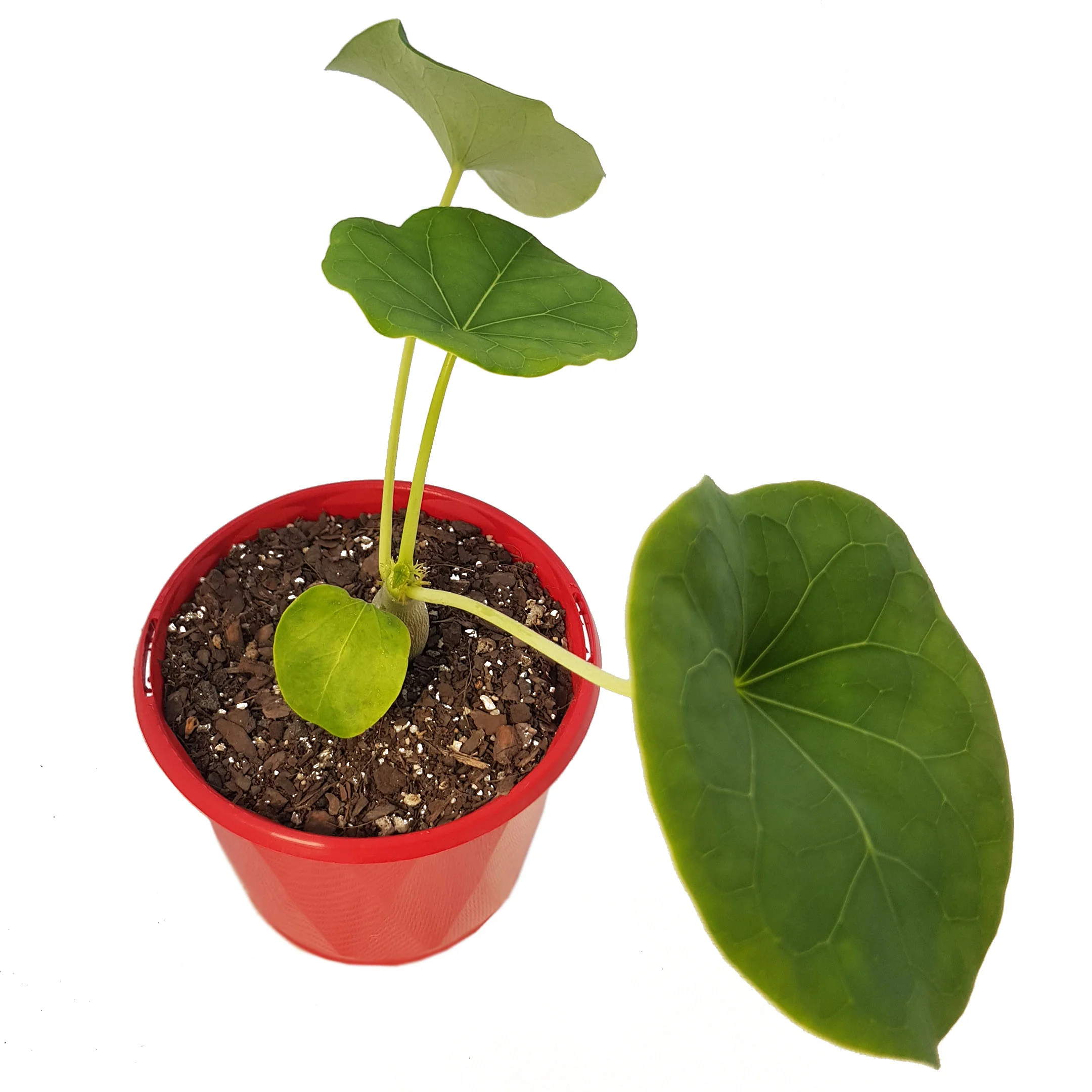 Jatropha podagrica yellow top.jpg