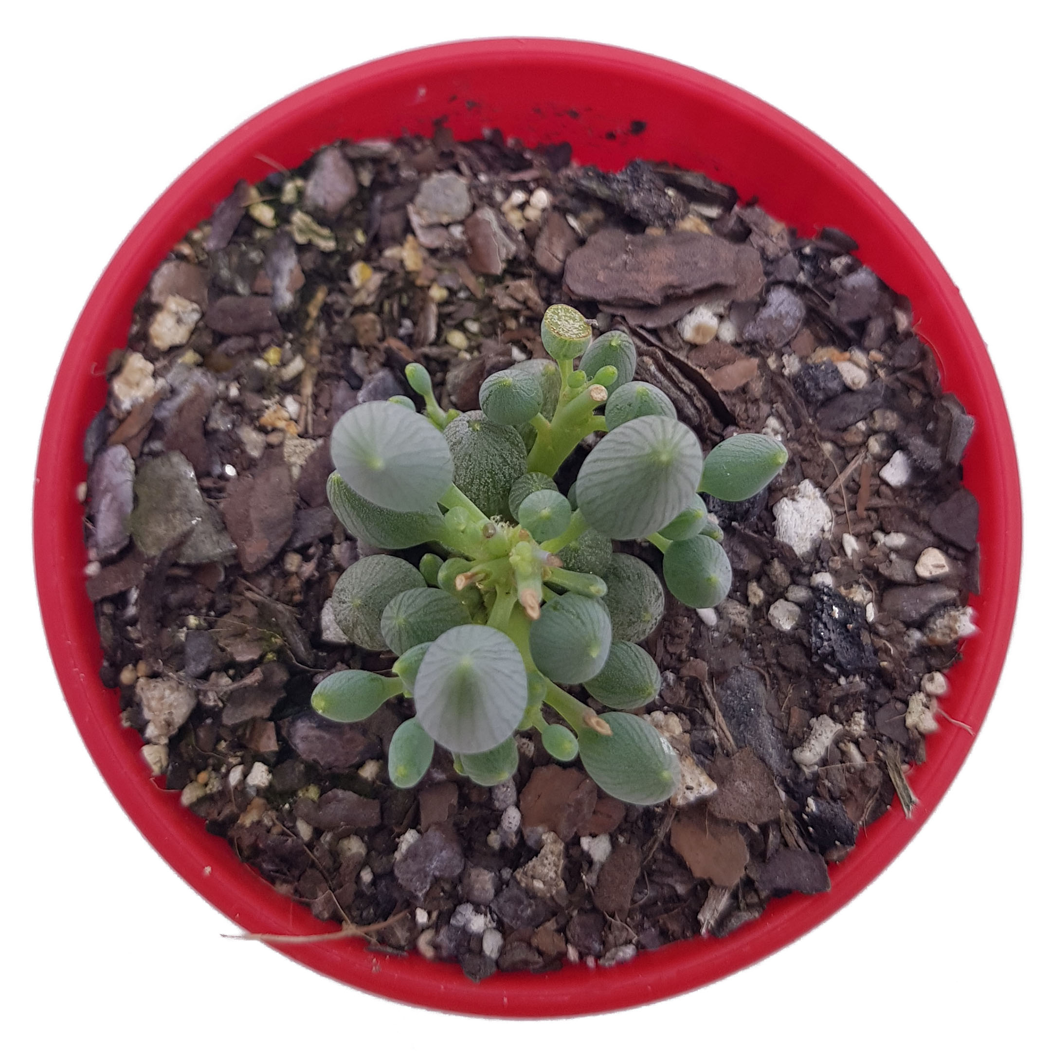 Senecio Citriformis Top.jpg