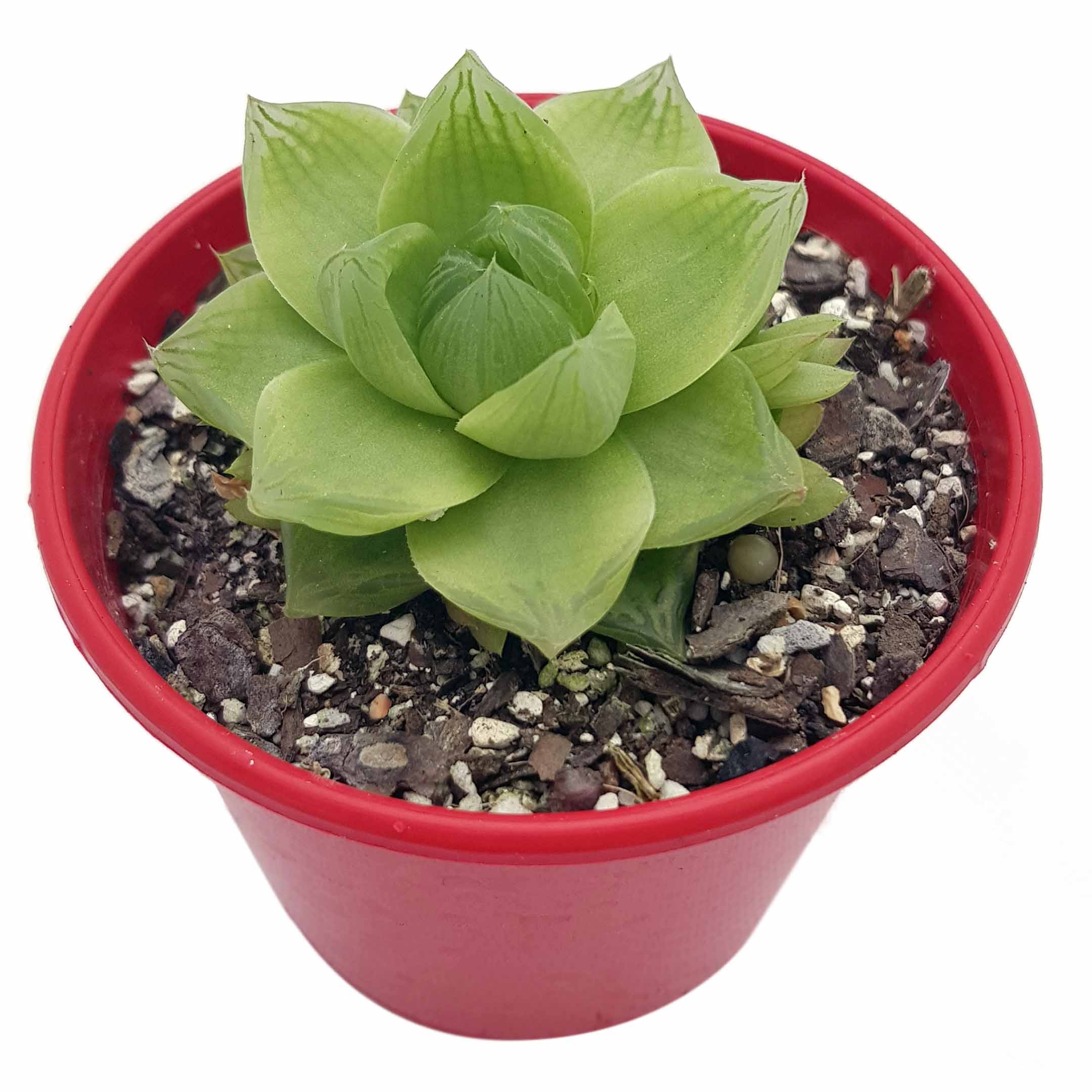 Haworthis cymbiformis .jpg