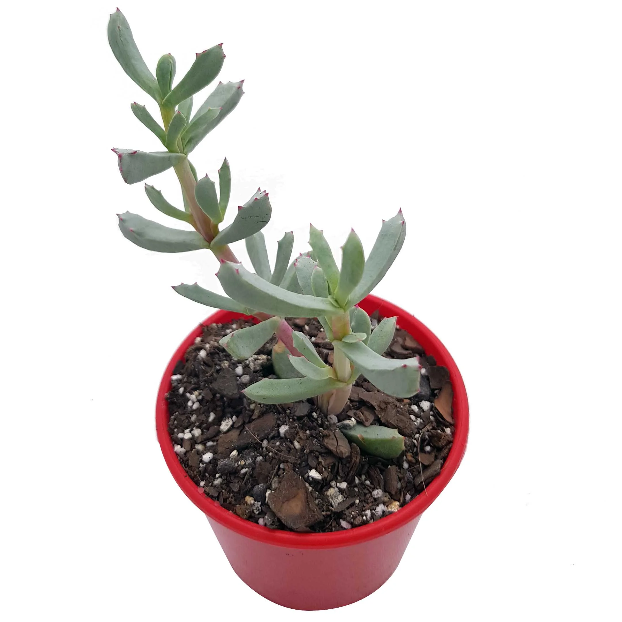 Oscularia deltoides.jpg