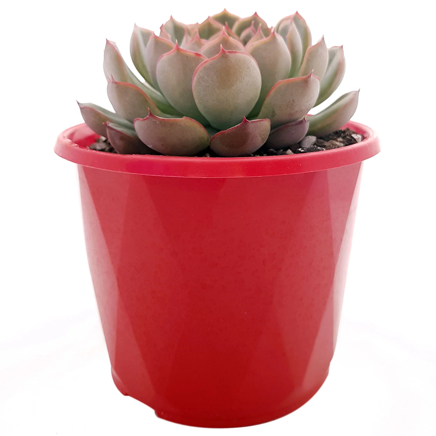 Echeveria Orion-side.jpg