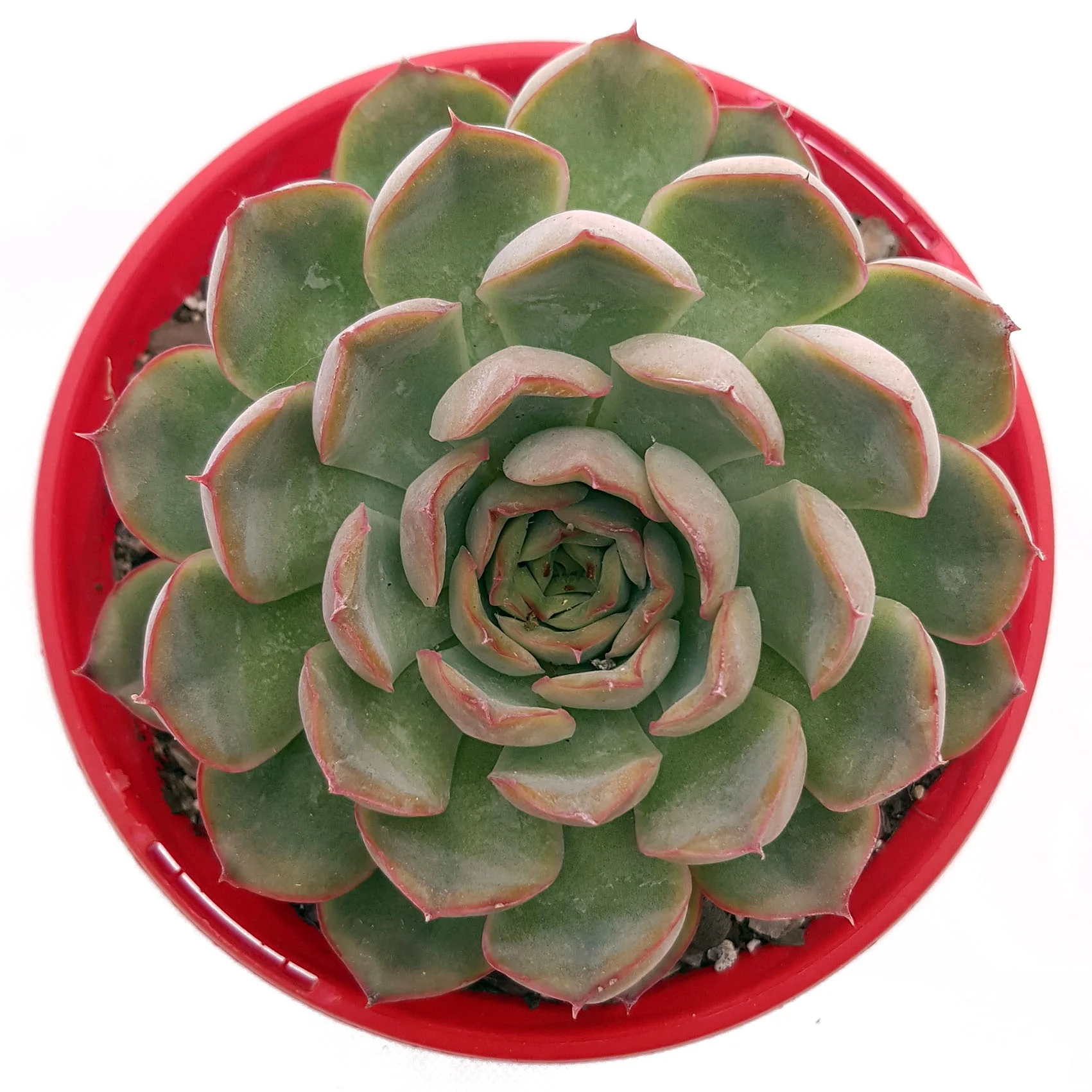 Echeveria Orion-top.jpg