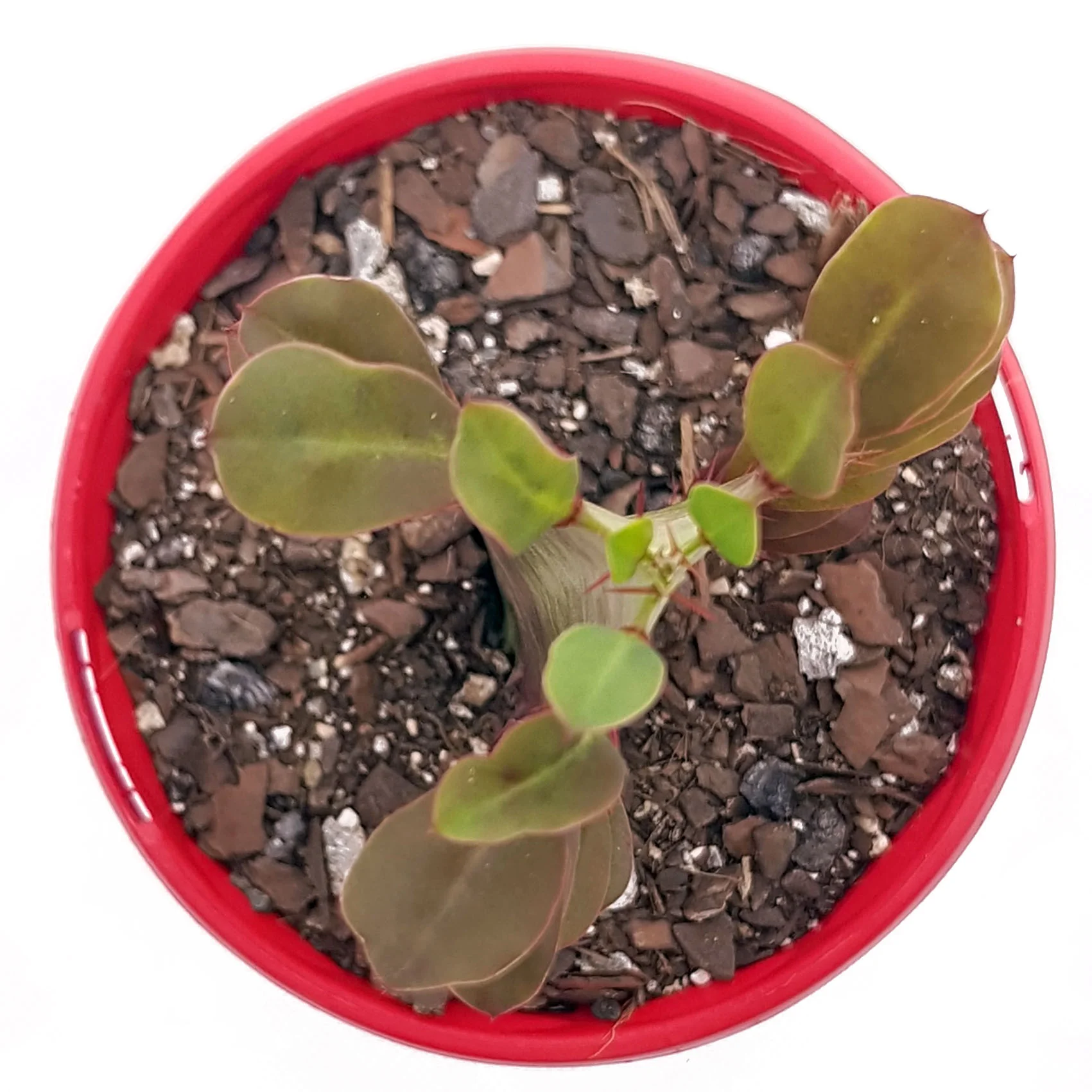 Euphorbia Trigoma Purple-top.jpg