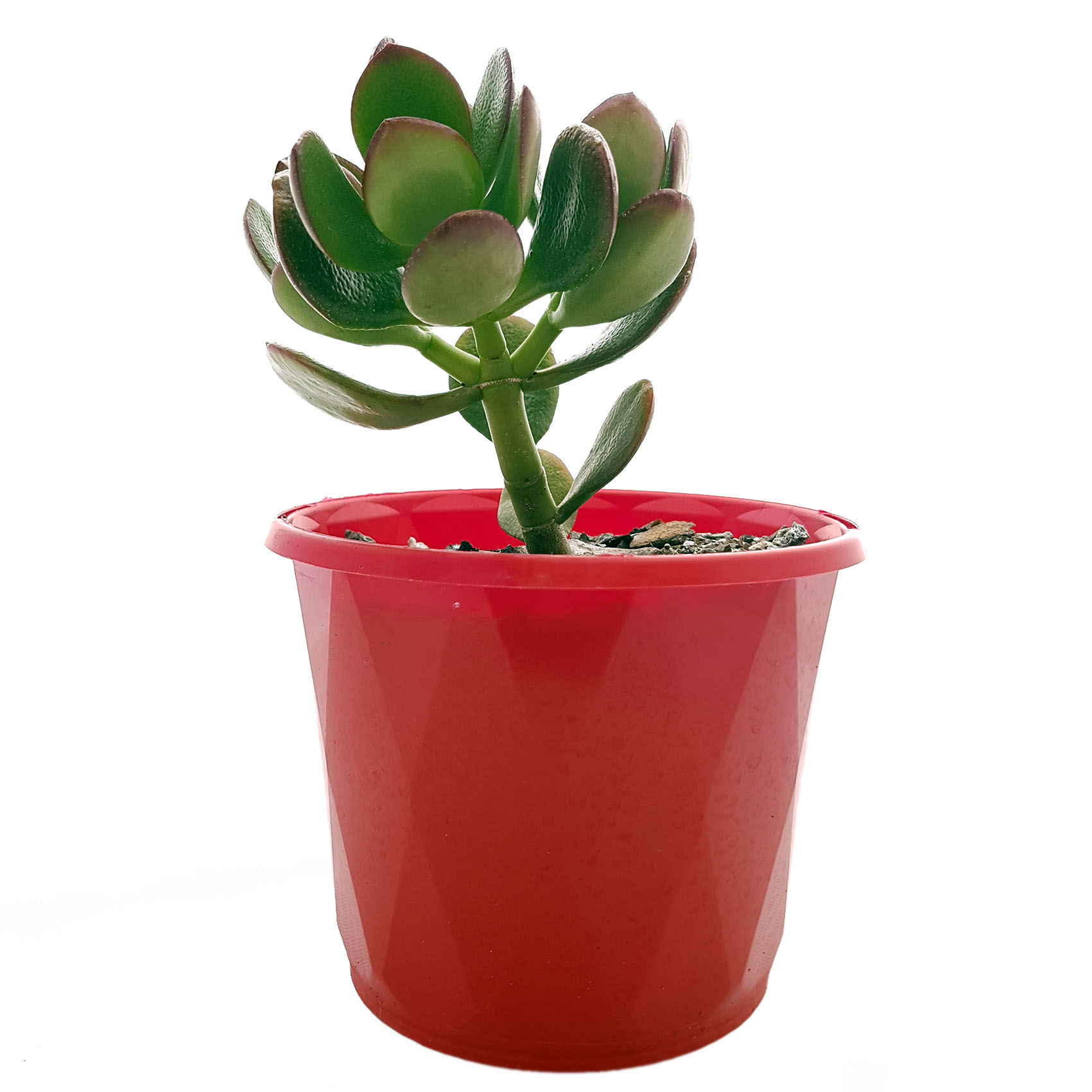 Crassula Crosby's red-side.jpg