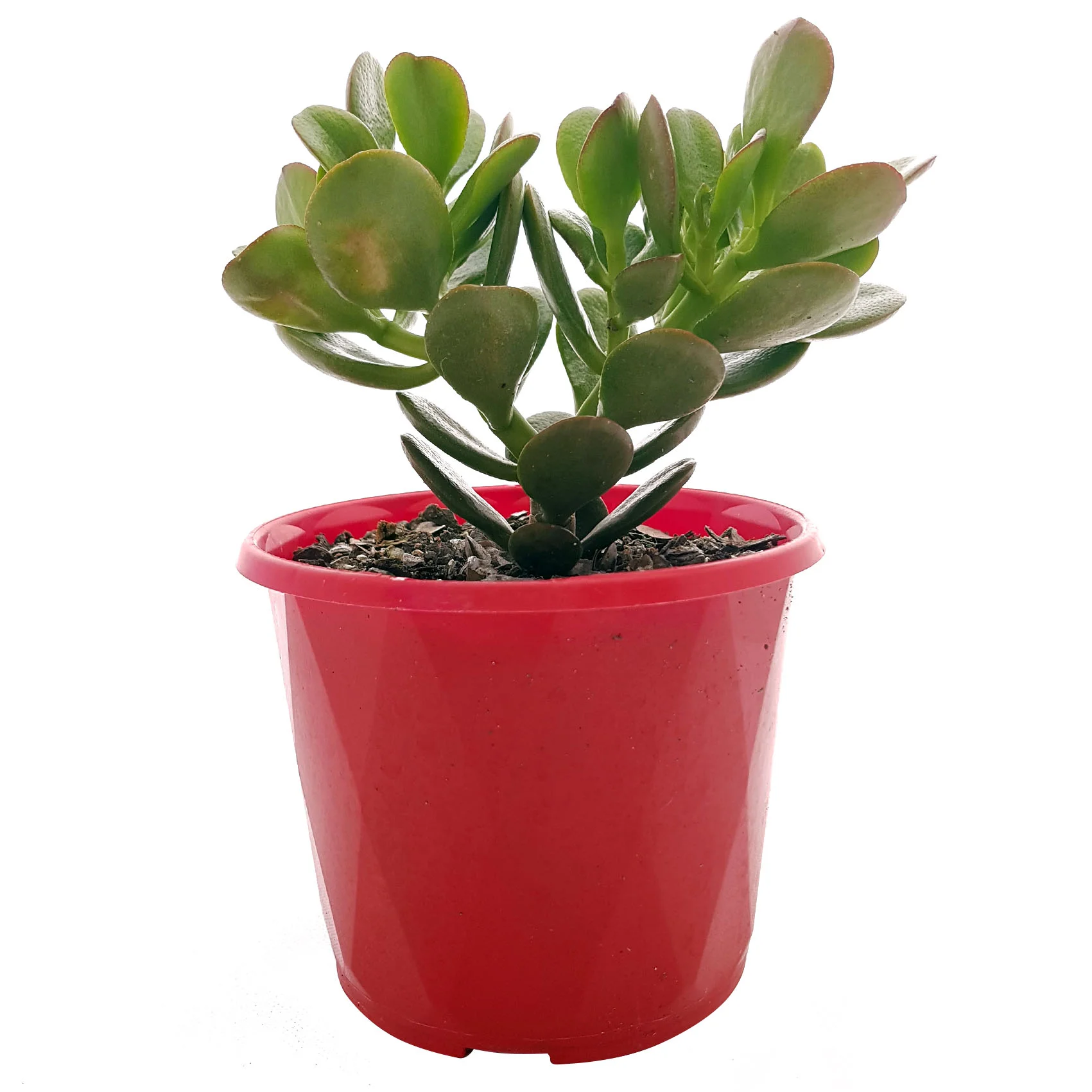 Crassula Ovata minemia-side.jpg