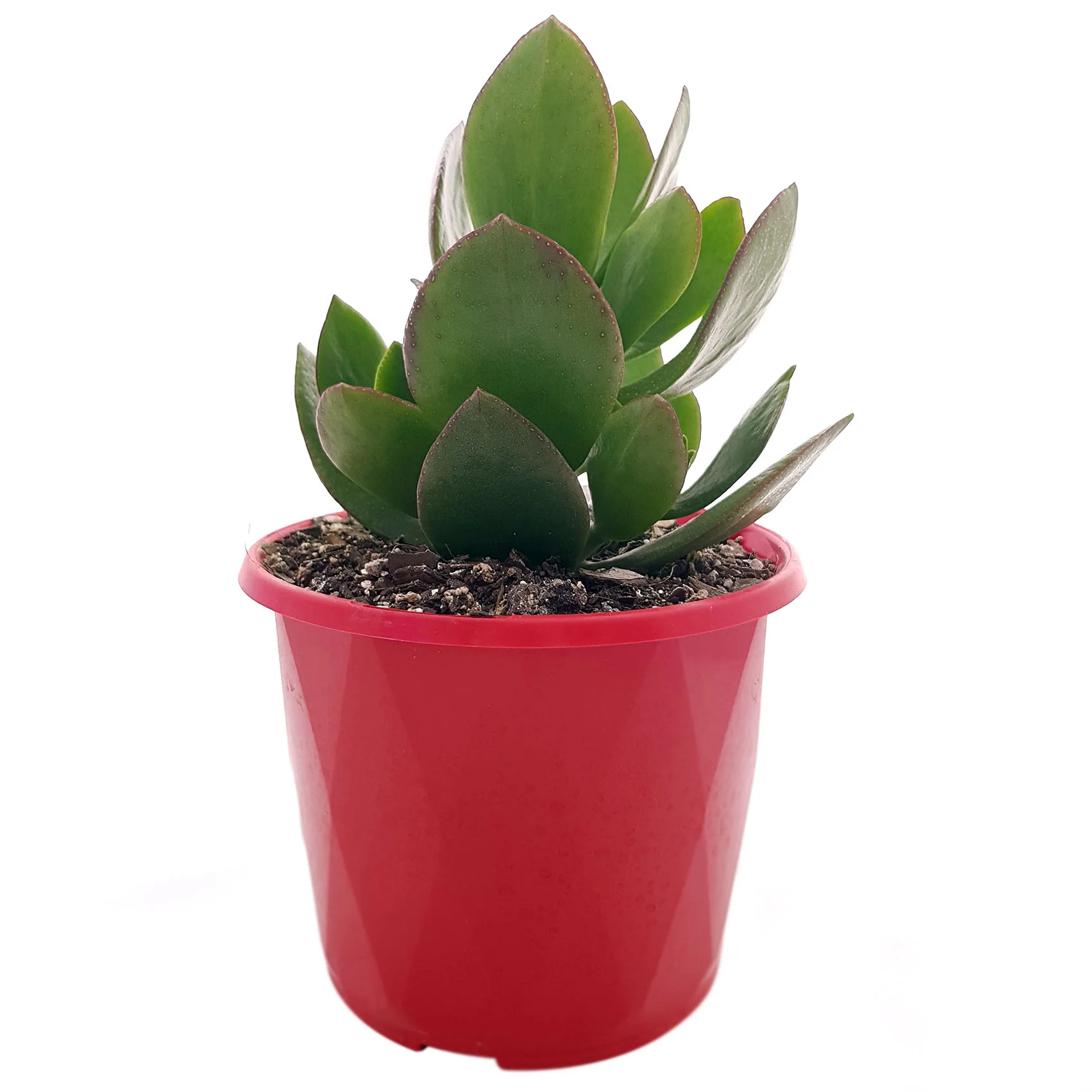 Crassula Ovata Obliqua-side.jpg