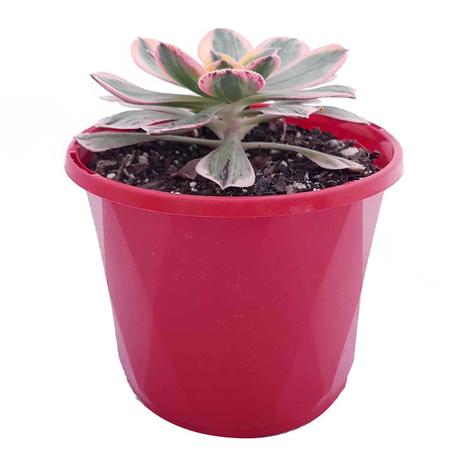 Aeonium Sunburst-side.jpg