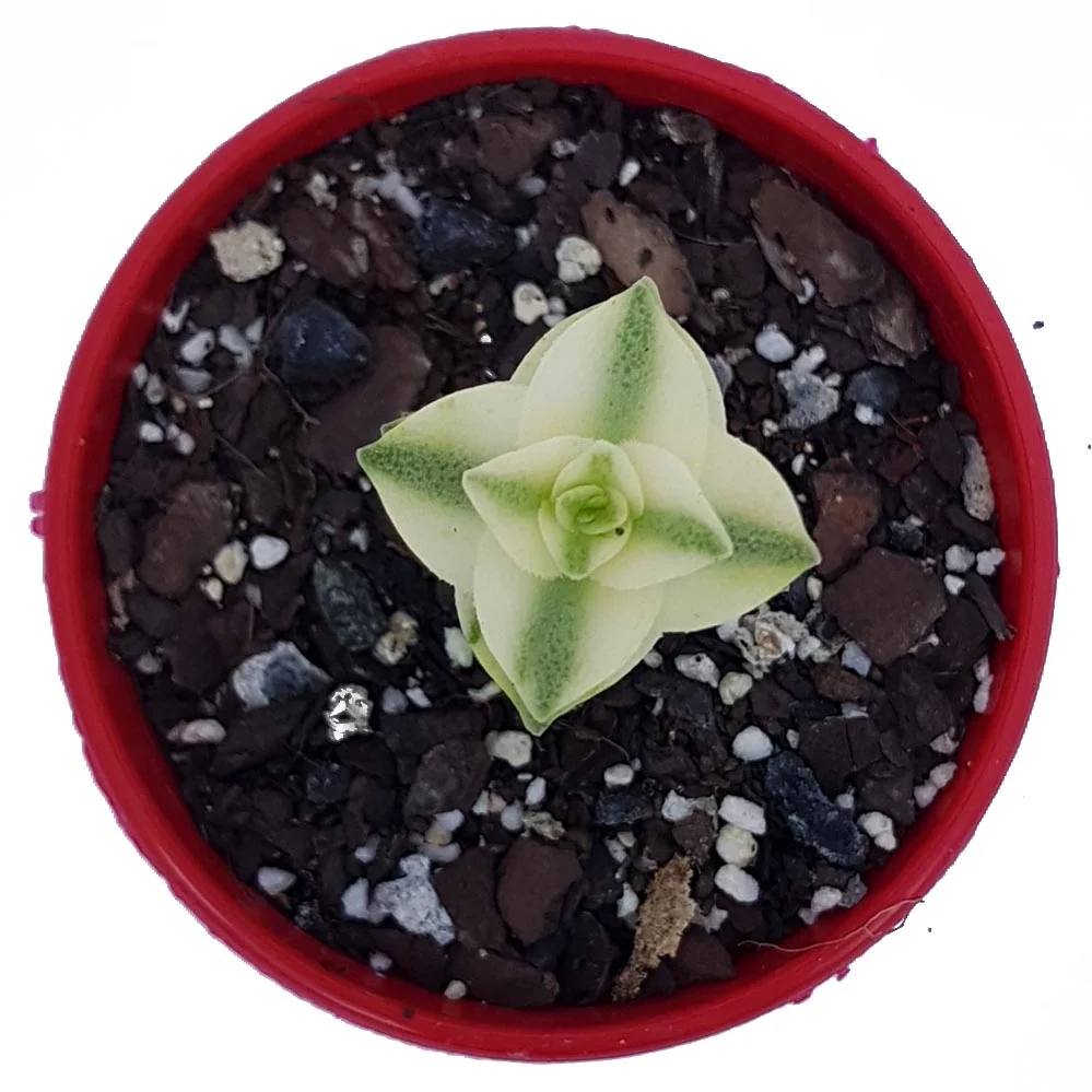 crassula perforata variegata_top.jpg